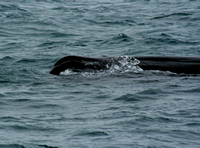 Kaikoura Whale Watch