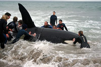 Orca  rescue, Papamoa