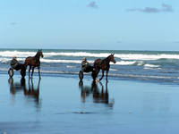 Trotting Horses Kariotahi Beach