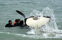 Nobby the Orca rescue, Papamoa, NZ. 